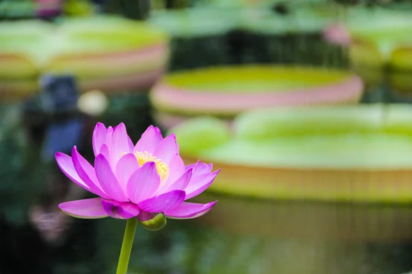 Lotue Flower in Pond — Stock Photo, Image
