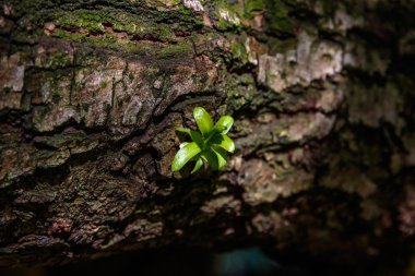 Çimlenme yeşil bitki