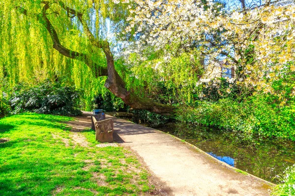Willow Tree e Cherry Blossom em New River Walk, Londres — Fotografia de Stock