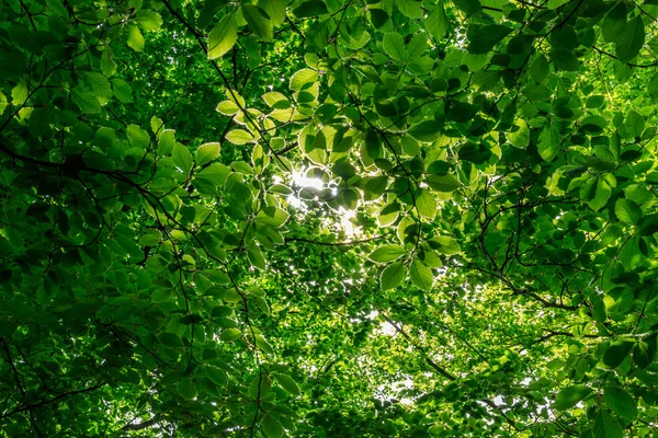 Luz solar através de folhas verdes — Fotografia de Stock