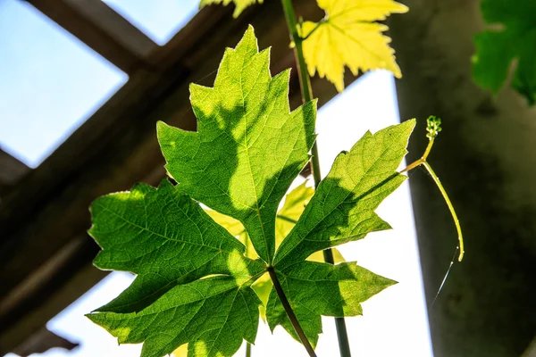 Elenco de luz solar através de folhas — Fotografia de Stock
