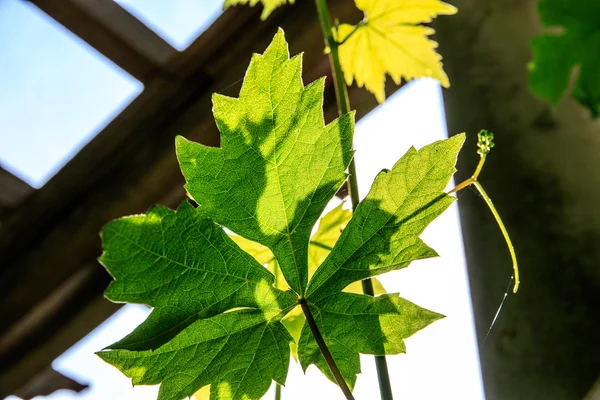 Sunlight Cast Through Leaves