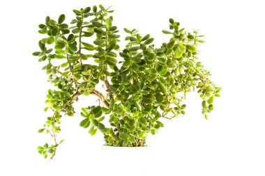 beyaz arkaplanda çiçek