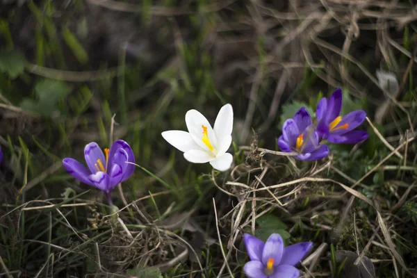 Weiße und violette Schneeglöckchen — Stockfoto