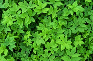 Yeşil tropikal çimen