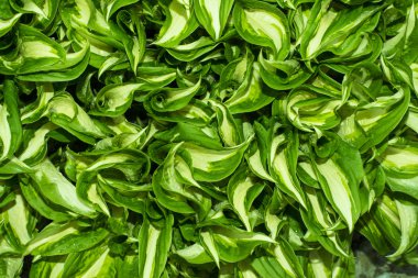 yaprakları ile su damlaları