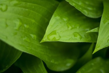 yaprakları ile su damlaları