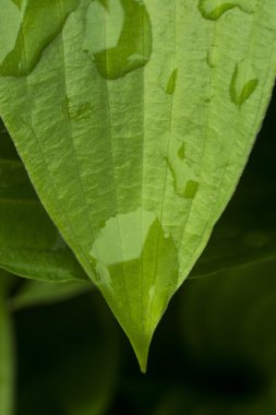 yaprakları ile su damlaları