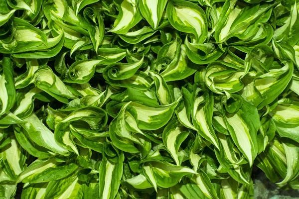 yaprakları ile su damlaları