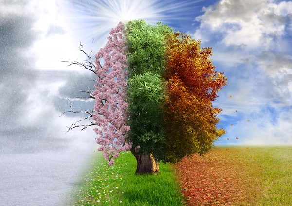 Four season tree, photo manipulation, magical, nature