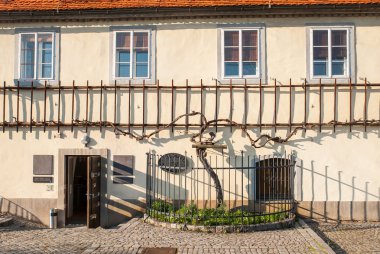 Eski asma, Maribor, Slovenya