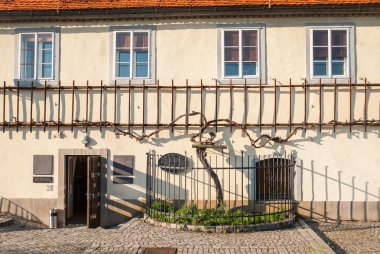 The old vine, Maribor, Slovenia clipart