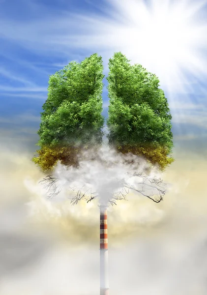 Tree in a shape of lungs — Stock Photo, Image