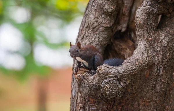 Ardilla en un árbol — Foto de Stock