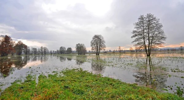 Ljubljana marsh, natuur — Stockfoto