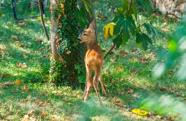 Deer in the garden. — Stock Photo, Image