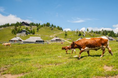  Velika Planina hill, Slovenya