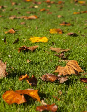 Botanik Bahçesi Volcji potok, Slovenya