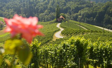 Wine road in a shape of a heart, Maribor, Slovenia clipart