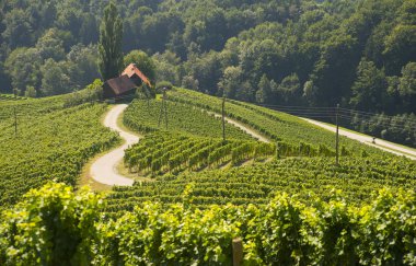 Şarap yolu üzerinde bir şekil, bir kalp, Maribor, Slovenya