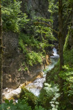 Kamniska Vadisi bistrica, Slovenya