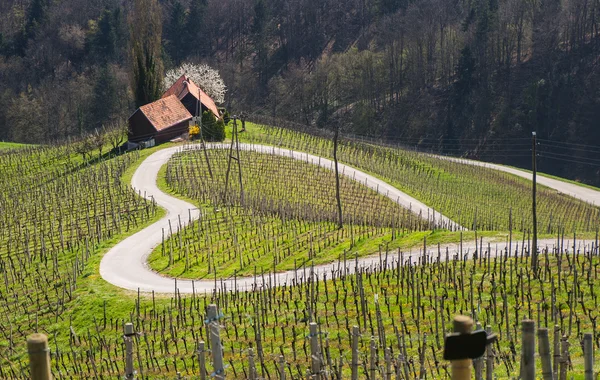 Road in a shape of a heart, Maribor — Stock Photo, Image