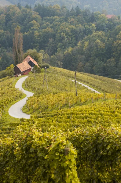 Road in a shape of a heart, Maribor — Stock Photo, Image