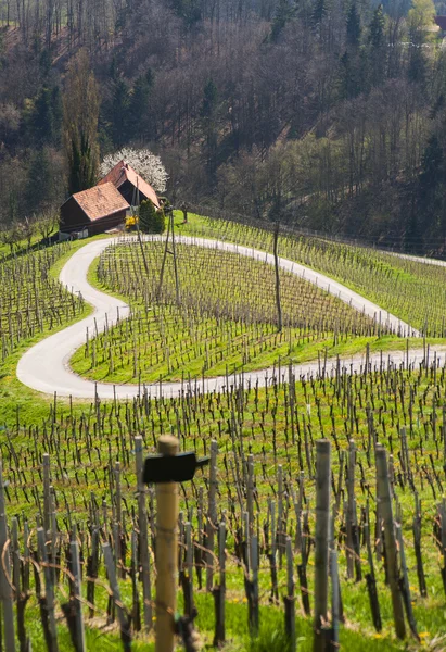 Road in a shape of a heart, Maribor — Stock Photo, Image