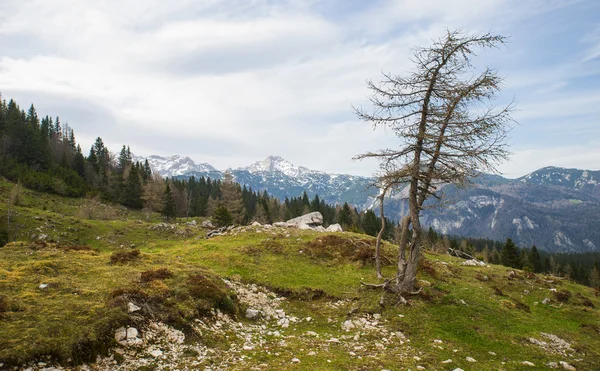 Велика Планина Хілл, Словенія — стокове фото