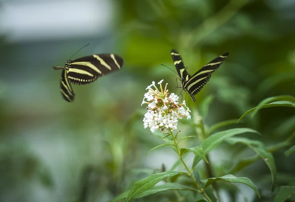 Papillon sur une fleur — Photo