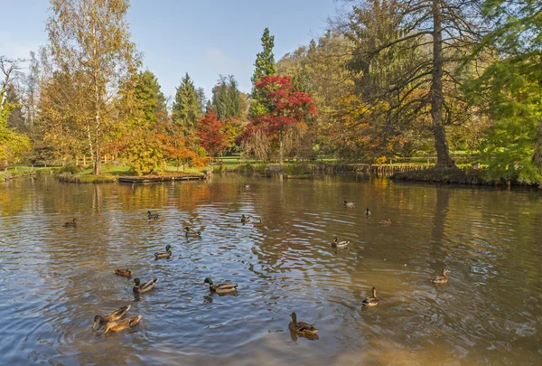 Botanischer Garten vulcji potok, Slowenien — Stockfoto