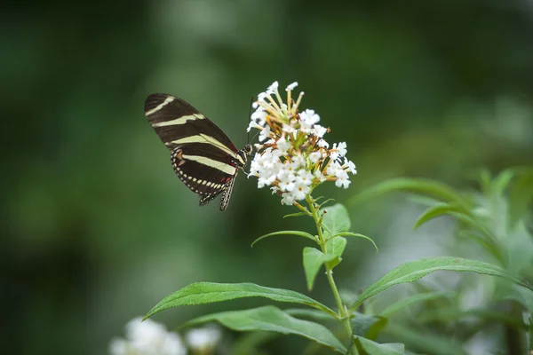 Pillangó egy virágon — Stock Fotó