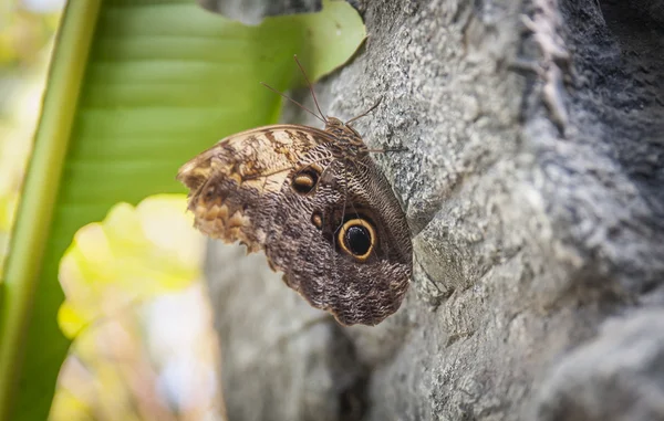 Borboleta em uma flor — Fotografia de Stock