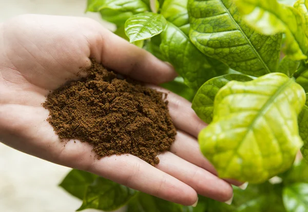 Coffee in hand with coffee plant