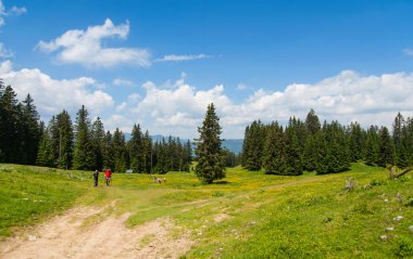 Golte orman, Slovenya
