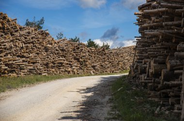 Ağaç günlükleri, Slovenya