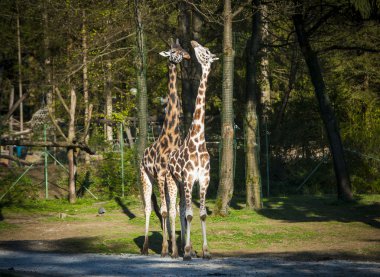 Zürafa, Ljubljana Hayvanat Bahçesi