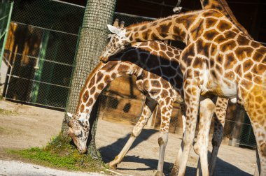 Zürafa, Ljubljana Hayvanat Bahçesi