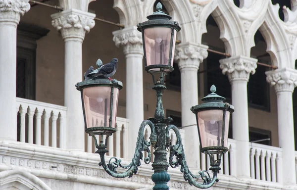 Paloma en Venecia — Foto de Stock