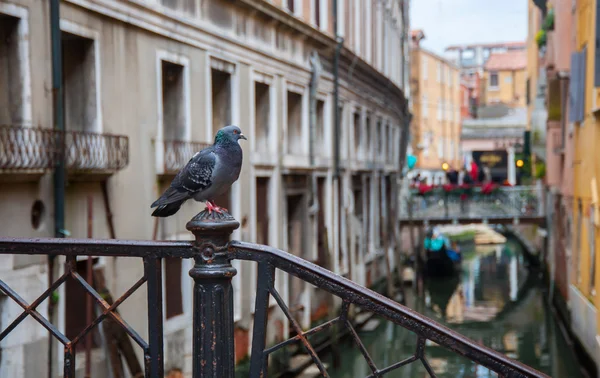 Голуб у Венеції — стокове фото