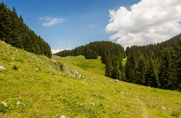 Evropa skog, Slovenien — Stockfoto