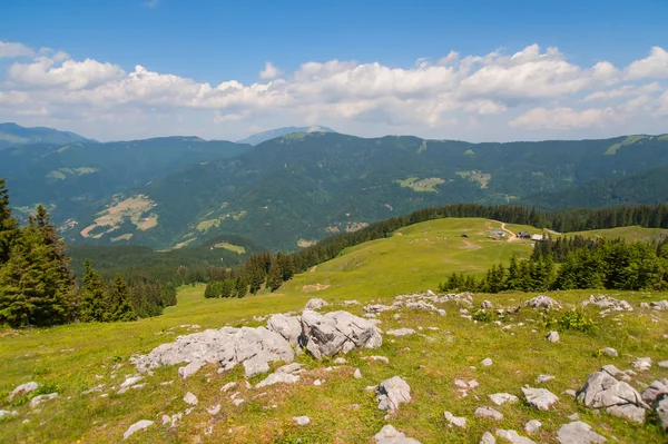 Golte forest, Slowenien — Stockfoto