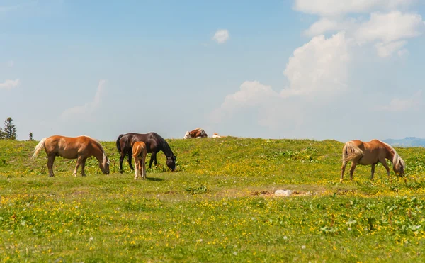 野生动物，Golte 斯洛文尼亚 — 图库照片