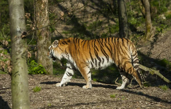 リュブリャナ動物園アムールトラ — ストック写真