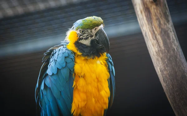 Макаровый попугай, Люблянский зоопарк — стоковое фото
