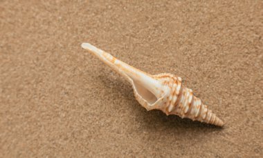 Yaz. Yaz arka plan. Yaz aksesuarları, yaz konsepti. Arka plan olarak kum ile deniz yıldızı. Kum doku