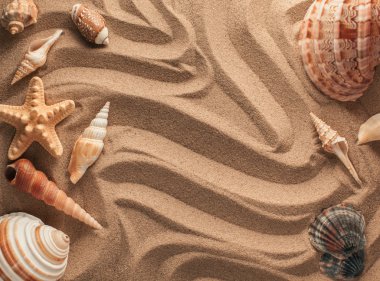 Deniz yıldızı ve modülleriyle arka plan olarak kum. Kum doku