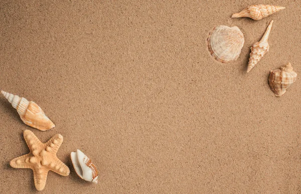 Морские звезды и раковины с песком в качестве фона. Песчаная текстура — стоковое фото