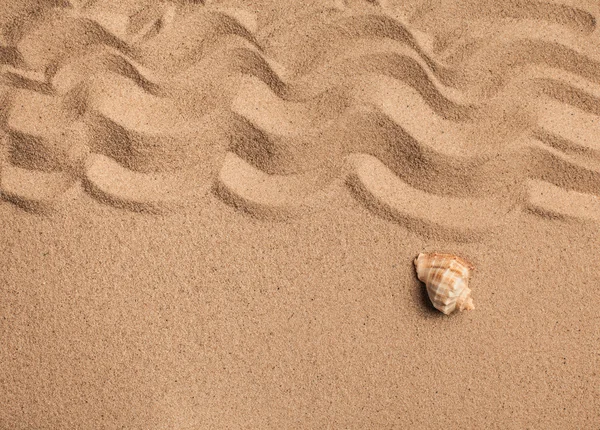 Seesterne und Muscheln mit Sand als Hintergrund. Sandstruktur — Stockfoto