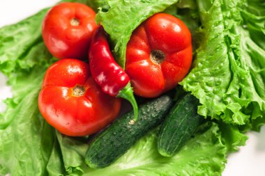 Taze organik sebze. Sonbahar sebze. Hasat. Salata için malzemeler. Marul, domates, salatalık, kabak, patlıcan, biber, biber.